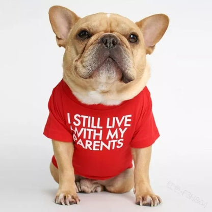 🐶 Mode d’Été pour Chiens – Confort & Tendance