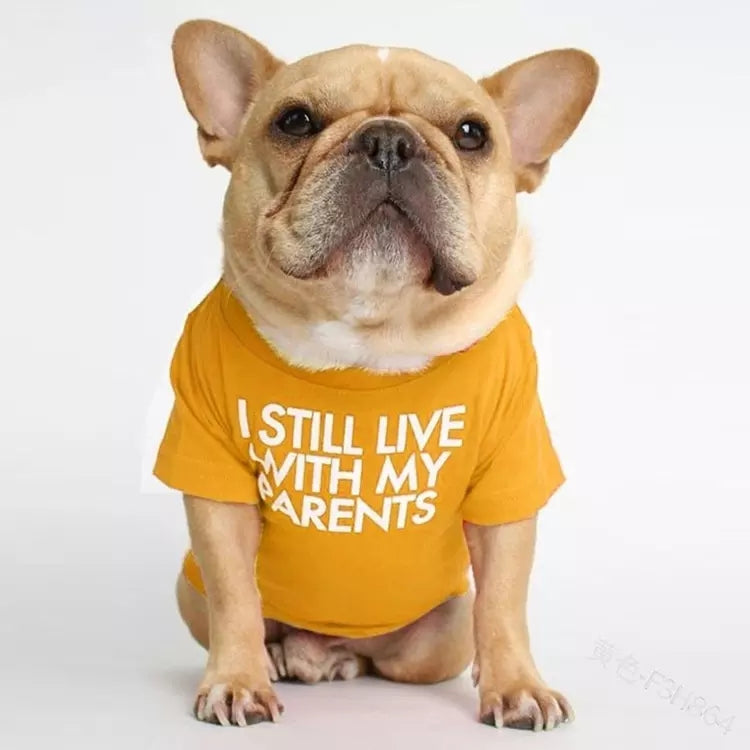 🐶 Mode d’Été pour Chiens – Confort & Tendance