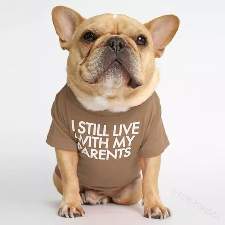 🐶 Mode d’Été pour Chiens – Confort & Tendance