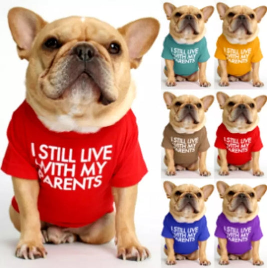 🐶 Mode d’Été pour Chiens – Confort & Tendance