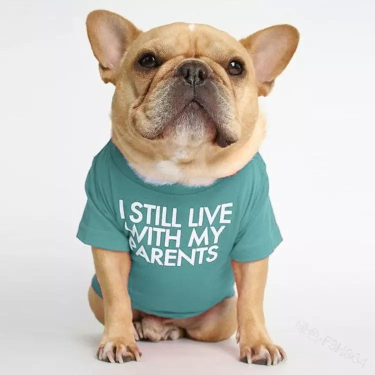 🐶 Mode d’Été pour Chiens – Confort & Tendance